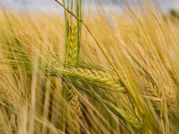 Healthy organic Gehu (wheat) plant growing in sustainable fields, sourced by Groma Global